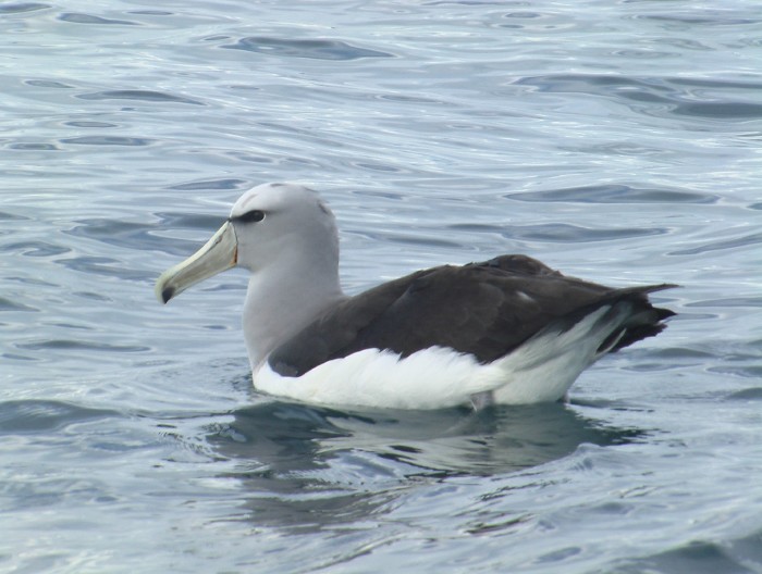 Salvin's Albatross